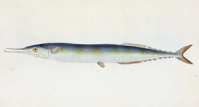 Saury Or Skipper Pike Esox Saurus