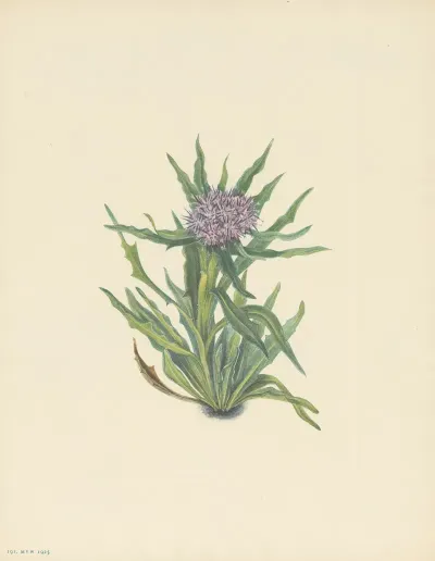 Saussurea Saussurea Densa 3