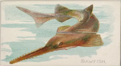 Sawfish