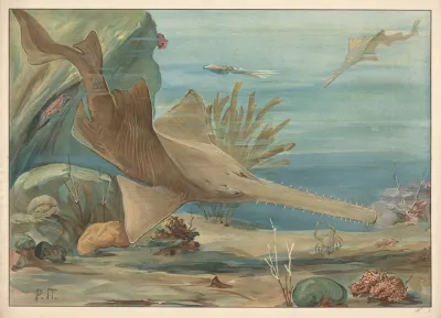Sawshark