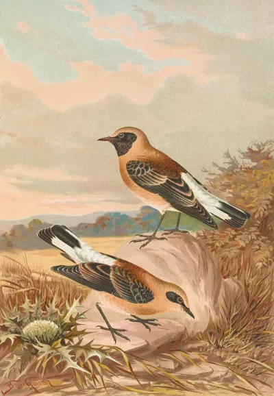 Saxicola Stapazina Saxicola Aurita