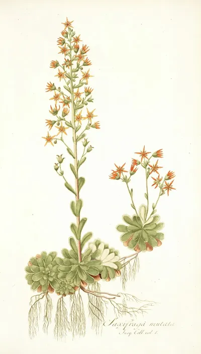 Saxifraga Mutata