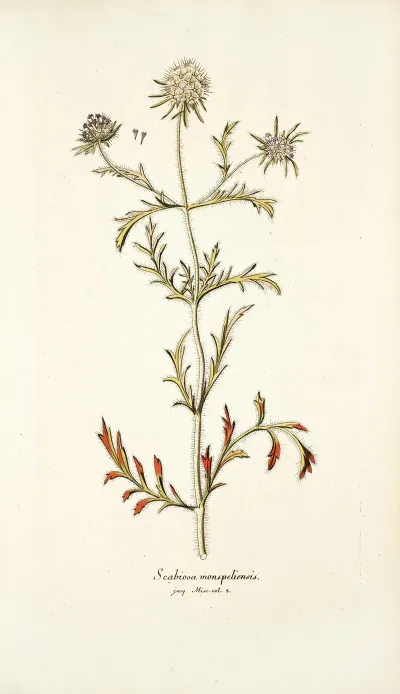 Scabiosa Monspeliensis
