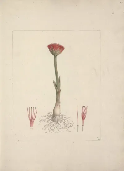 Scadoxus Puniceus L Frissnordal Blood Lily