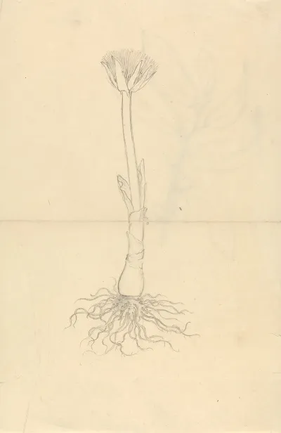 Scadoxus Puniceus