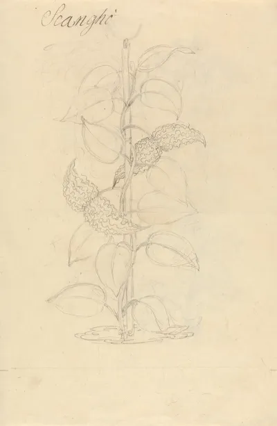Scangho
