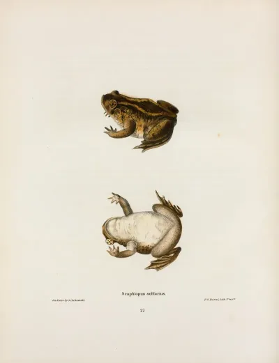 Scaphiopus Solitarius