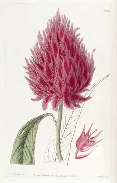Scarlet Cockscomb