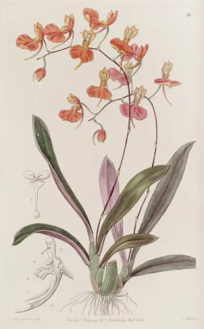 Scarlet Comparettia