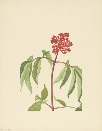 Scarlet Elder Sambucus Pubens 3