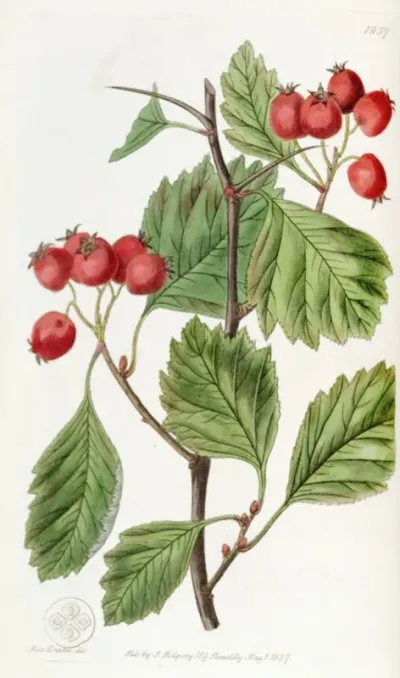 Scarlet Fruited Hawthorn
