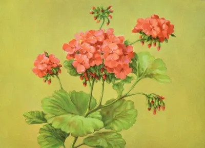 Scarlet Geranium