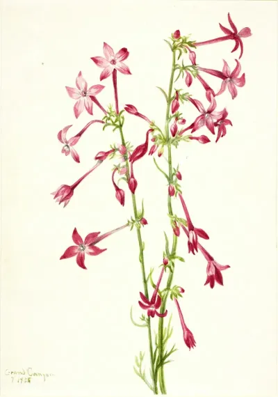 Scarlet Gilia Gilia Aggregata
