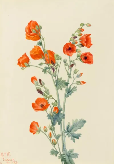Scarlet Globe Mallow Sphaeralcea Grossulariaefolia 2