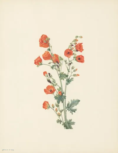 Scarlet Globe Mallow Sphaeralcea Grossulariaefolia 3