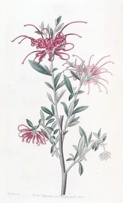 Scarlet Grevillea