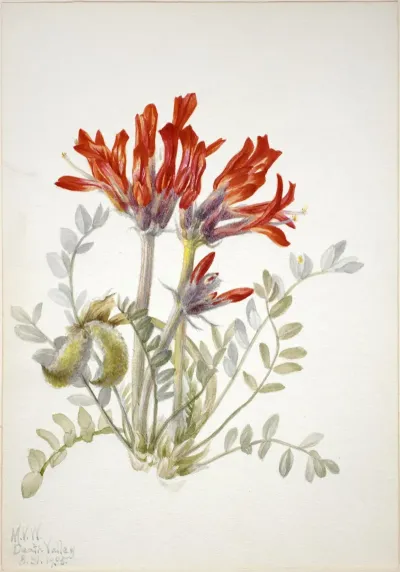 Scarlet Loco Astragalus Coccineus