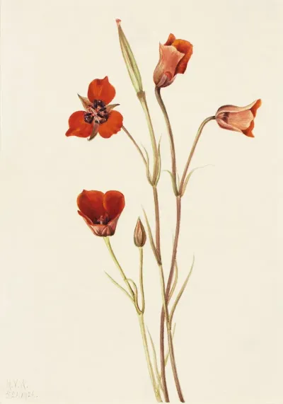 Scarlet Mariposa Calochortus Kennedyi 2
