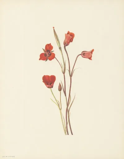 Scarlet Mariposa Calochortus Kennedyi 3