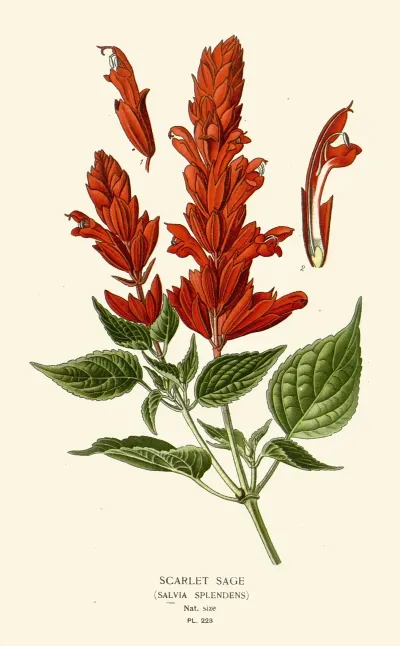 Scarlet Sage