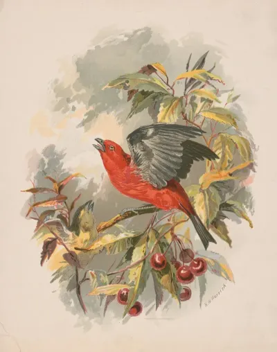 Scarlet Tanager On A Cherry Tree Branch