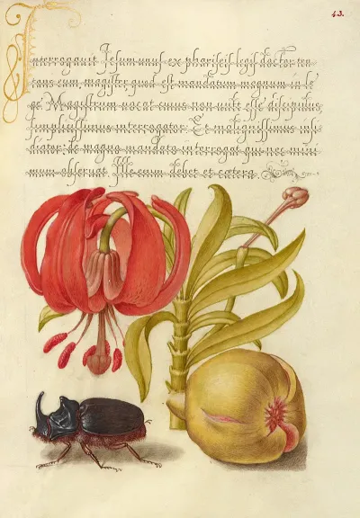 Scarlet Turks Cap Rhinoceros Beetle And Pomegranate