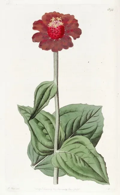 Scarlet Zinnia