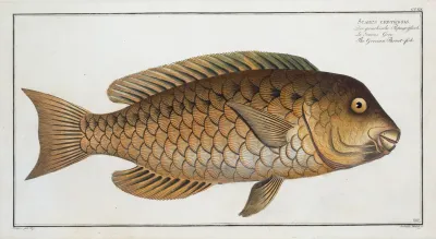 Scarus Cretensis The Grecian Parrot Fish