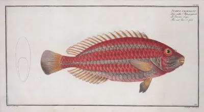 Scarus Croicensis The Red Parrot Fish