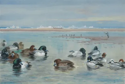 Scaup Golden Eye And Smew