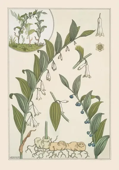 Sceau De Salomon