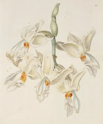 Scentless Stanhopea