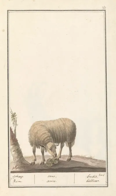 Schaap Ovis Aries Schaep Ram Ovus Aries Brebis Bellier