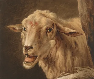 Schaapskop After Andries Vermeulen