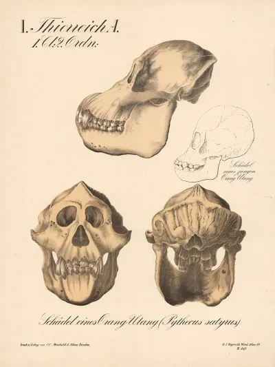 Schadel Eines Orang Utang Pythecus Satyrus