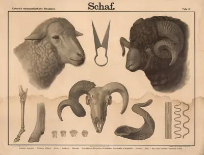 Schaf 2