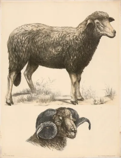 Schaf Ovis Aries Kopf Des Widders