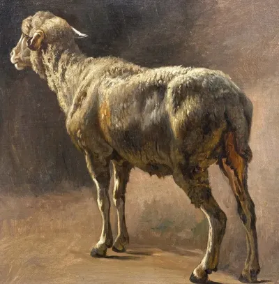 Schaf