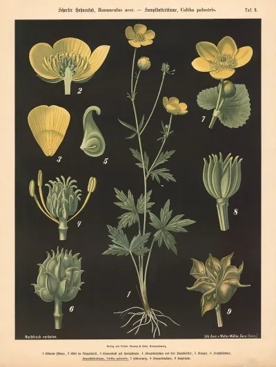 Scharfer Hahnenfuss Ranunculus Acer Sumpfdotterblume Caltha Palustris