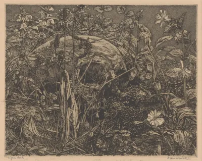 Schedel Tussen Bloemen In Een Veld