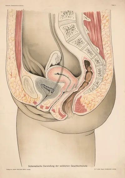 Schematische Darstellung Der Weiblichen Geschlechtsteile