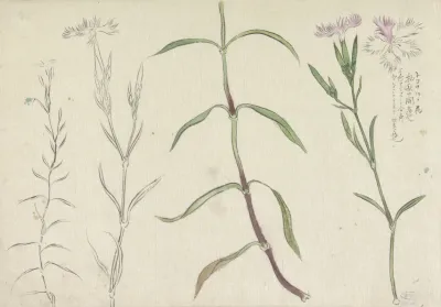 Schetsblad Met Studies Van Een Wilde Anjelier