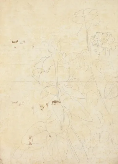 Schetsen Van Rozen