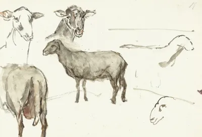 Schetsen Van Schapen