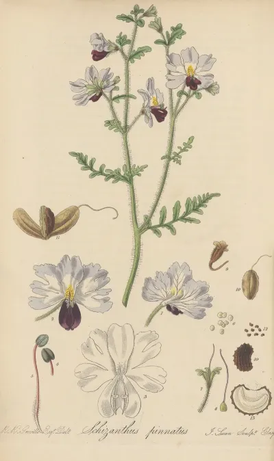 Schizanthus Pinnatus