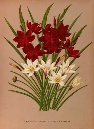 Schizostylis Coccinea 2 Zephyranthes Candida
