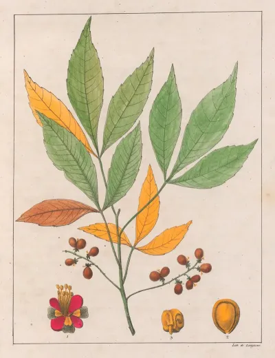 Schmidelia Edulis