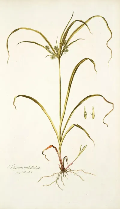 Schoenus Umbellatus