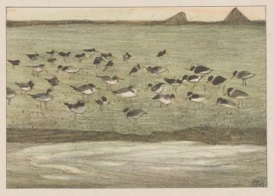 Scholeksters Aan De Waterkant