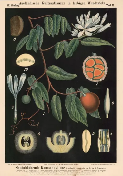 Schonbluhende Kautschukliane Landolphia Comorensis Var Florida K Schumann